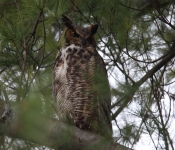 2016 04 16 Owls 019